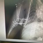 کلینیک دامپزشکی و پانسیون تخصصی گربه