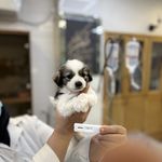 درمانگاه دامپزشکی های پت