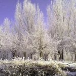 روستای اسبفروشان