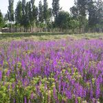 روستای اسبفروشان