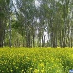 روستای اسبفروشان