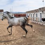 باشگاه سوارکاری کحیلان