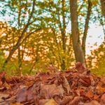 پارک جنگلی میرزا کوچک خان