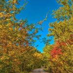 پارک جنگلی میرزا کوچک خان