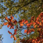 پارک جنگلی میرزا کوچک خان