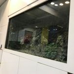 دندانپزکی فروردین
