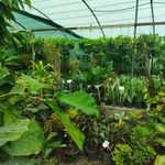 گلخانه آقای گل بابل
