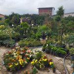 گلخانه آقای گل بابل