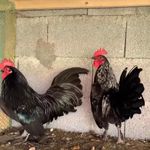 پرورش و فروش پرندگان زینتی جعفری