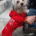 پت شاپ پاندی