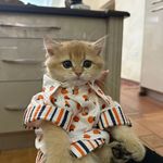 پانسیون گربه و جونده نِکو