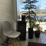 تار کافه