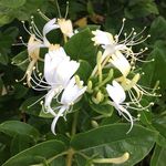 دکتر فرهاد قربانی