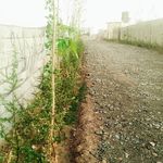 باغچه فرشید
