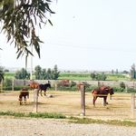 باشگاه سوارکاری دیمچه