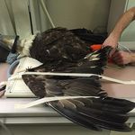 ایرانا پت کلینیک