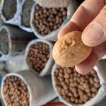 گردوی تویسرکان