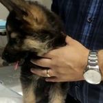 ایرانا پت کلینیک