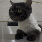 اصلاح و شستشو حیوانات خانگی پاکدشت