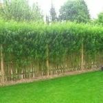 هیبت اله کریمی