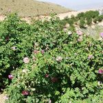 عرقیات گیاهی و محصولات ارگانیک طاهر