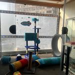 پانسیون تخصصی گربه لونا