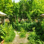 باغچه رستوران سعید