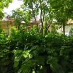 باغچه رستوران سعید