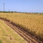 برنج فروشی سنجریان