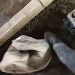 موسسه ساخت وساز وتخریب ونوسازی شاهان