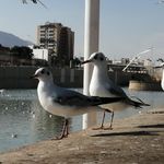 جزیره نهر اعظم