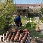 اقامتگاه مزرعه آفتابگردان