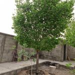 باغ ویلای امیریه