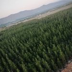 نهالستان مرکبات و سیاه درخت