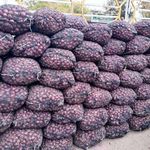 مرکز خرید و فروش پیاز