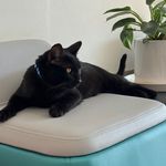 کلینیک دامپزشکی رنیسا