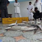 بازار ماهی چابهار