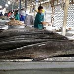 بازار ماهی چابهار