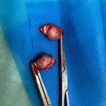 کلینیک حیوانات خانگی ویونا