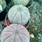 شرکت معجزه سبز