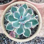 شرکت معجزه سبز