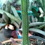 شرکت معجزه سبز