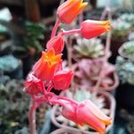 شرکت معجزه سبز