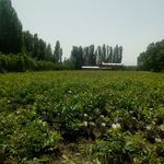 پیوند گردو نهالستان و باغات شکری