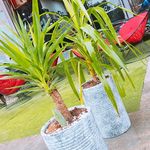 کافه سرای علی نساروند