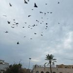مدرسه سعادت