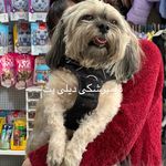 کلینیک دامپزشکی دیلی پت