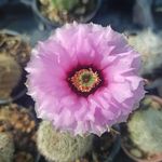 گلخانه وکاکتوسکده نوتو