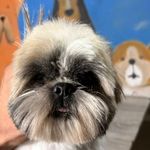 خدمات آرایشگری حیوانات خانگی عرب حلوایی