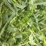 سبزی جات و صیفی جات آماده آریا